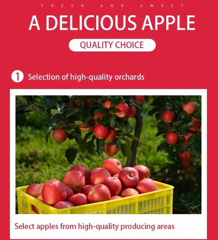 FUJI Red Fresh Apple China Origin Top Quality Rich Nutrition Good Price Free Sample